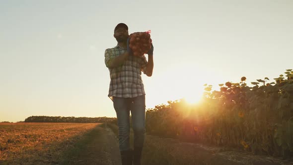 A Man Carries a Bag of Onions on His Shoulder