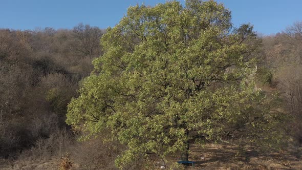 Rotating nearby oak tree from genus Quercus 4K aerial video