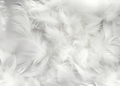 Abstract soft white feathers background - PhotoDune Item for Sale