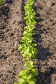Young lettuce leaves in the garden make their way out of the soil. - PhotoDune Item for Sale