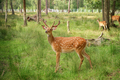 Spotted young male deer in the aviary of the reserve. - PhotoDune Item for Sale