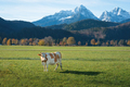 Cow with Alps mountains on background - Schwangau, Bavaria, Germany - PhotoDune Item for Sale