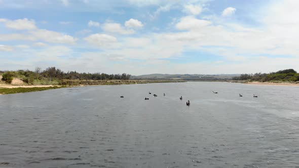 A moving forward aerial shot of black swans swimming on a river.