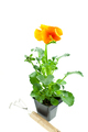 orange pansy's sprout in plastic pot - PhotoDune Item for Sale