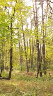 Vertical Video of a Forest in an Autumn Day