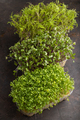 Set of boxes with microgreen sprouts of watercress, mizuna and kohlrabi cabbage. Side view. - PhotoDune Item for Sale