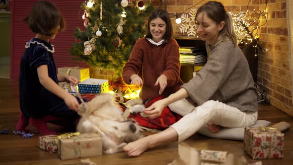 Mother and Daughters Playing with Golden Retriever on the Floor on Christmas Eve Slow Motion