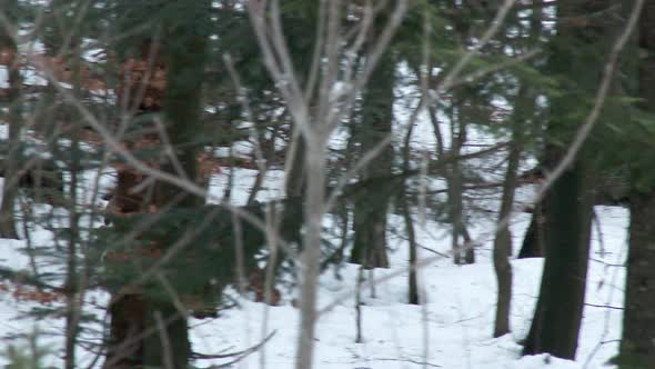 Eurasian Lynx ( Lynx lynx) under trees in a winterly forest