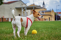 Cute dog walking at green grass, playing with toy ball - PhotoDune Item for Sale