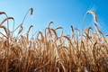 Rye field against blue sky. Harvesting period - PhotoDune Item for Sale
