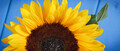 Beautiful and vibrant sunflower on blue boards background. Decoration and summer time - PhotoDune Item for Sale