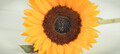 Beautiful and vibrant sunflower on white boards background. Decoration and summer time - PhotoDune Item for Sale