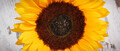 Beautiful and vibrant sunflower on old rustic background. Decoration and summer time - PhotoDune Item for Sale