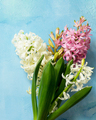 White and pink hyacinth floral on blue concrete background, spring flowers background.  - PhotoDune Item for Sale