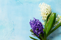 White and blue hyacinth floral on blue concrete background, spring flowers background. - PhotoDune Item for Sale
