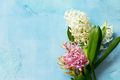 White and pink hyacinth floral on blue concrete background, spring flowers background.  - PhotoDune Item for Sale