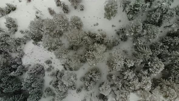 Beautiful view on an Forest in Schiederweiher in Upper Austria Drone Video