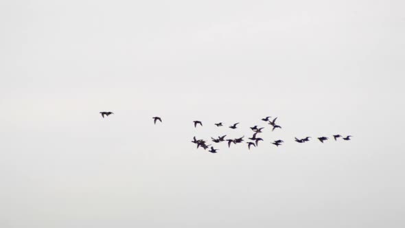 Flock Of Wild Sea Birds On Flight Against Gloomy Sky. - Tracking Shot