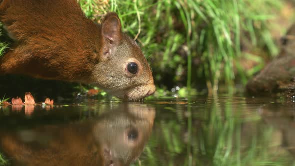 Red squirrel guzzling down water, perfect water reflection; low angle close-up