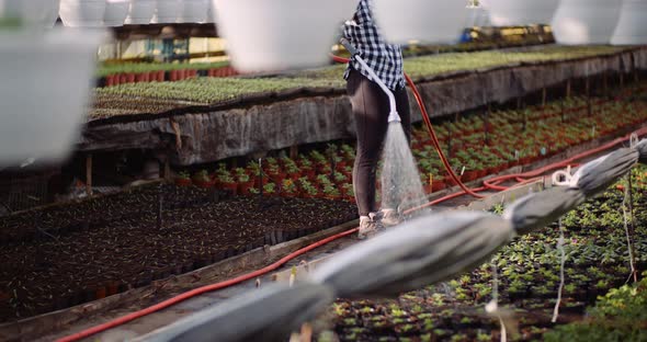 Agriculture - Gardener Watering Flowers at Greenhouse.