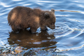 Brown bear cubs fishing in river, looking in water in search red salmon fish during spawning - PhotoDune Item for Sale