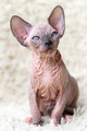 Portrait of Canadian Sphynx Cat kitten with big blue eyes sitting on white carpet background - PhotoDune Item for Sale