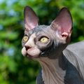 Sphynx kitten of black and white color looks up tensely, as if wants to ask question. Portrait - PhotoDune Item for Sale