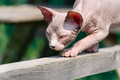 Sphynx Hairless kitten carefully walking on narrow board high above ground on play area of cattery - PhotoDune Item for Sale