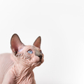 Close-up view of beautiful 4 months old Canadian Sphynx cat with round blue eyes - PhotoDune Item for Sale