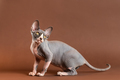 Most beautiful in world Sphynx kitten blue and white color looking over shoulder. Brown background - PhotoDune Item for Sale