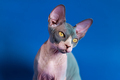 Close-up view of luxury kitten of Sphynx Hairless breed on blue background. Front view - PhotoDune Item for Sale