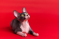 Black and white bald Sphynx kitten lies with head held high, showing neck and breast, and looks up - PhotoDune Item for Sale