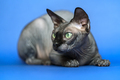 Canadian Sphynx. Close-up portrait of hairless cat on blue background - PhotoDune Item for Sale
