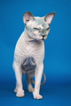Portrait of cute Canadian Sphynx cat - breed of cat known for its lack of fur - PhotoDune Item for Sale