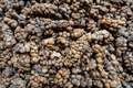Close-up of Kopi luwak (civet coffee), eaten and defecated by Asian palm civet - PhotoDune Item for Sale