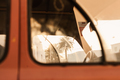 Retro vintage car window wallpaper. Palm tree through the window. - PhotoDune Item for Sale