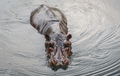 Hippopotamus swimming in the water - PhotoDune Item for Sale
