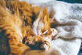 Red furry cat sleeping on sofa in sun rays - PhotoDune Item for Sale