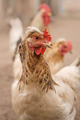 Domestic Chickens in barnyard . Breeding poultry on the farm - PhotoDune Item for Sale