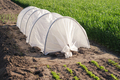 Greenhouse for growing vegetables and greens - PhotoDune Item for Sale