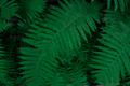 Dark green natural background with fern leaves - PhotoDune Item for Sale