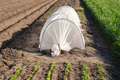 Greenhouse on farmland made of polyethylene oilcloth - PhotoDune Item for Sale