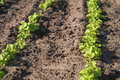 A bed with young lettuce and spinach leaves sprouted through ground - PhotoDune Item for Sale