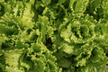Fresh lettuce leaves close-up.  Natural green background - PhotoDune Item for Sale