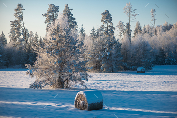 and a trees in the background, white winter day