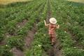 A child in a hat runs between rows of flowering potatoes in a field. - PhotoDune Item for Sale
