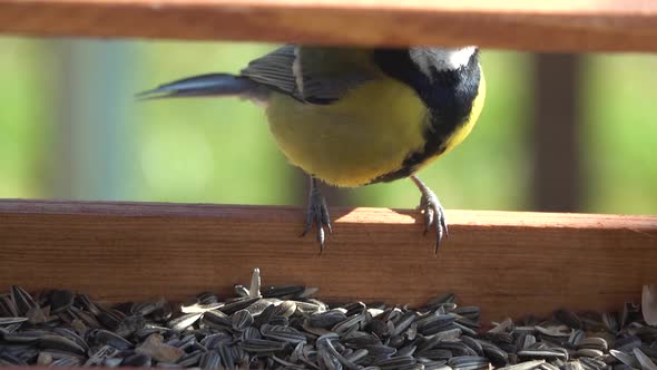 Tit bird (Parus major) pecks seeds in the bird feeder and flies off.