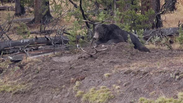Bull Elk antlers sticking out of dirt mound Grizzly Bear lays on
