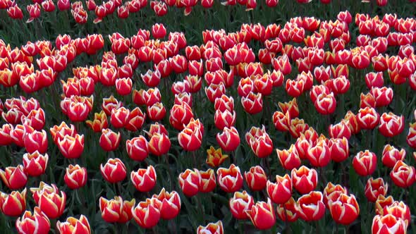 Tilt down video from Dutch tulips in the field
