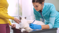 Expert vet examining a pet with a stethoscope - PhotoDune Item for Sale